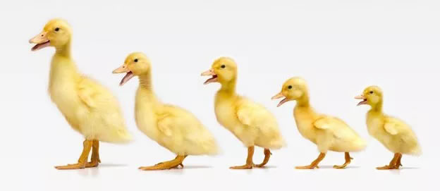 Five ducklings in a row